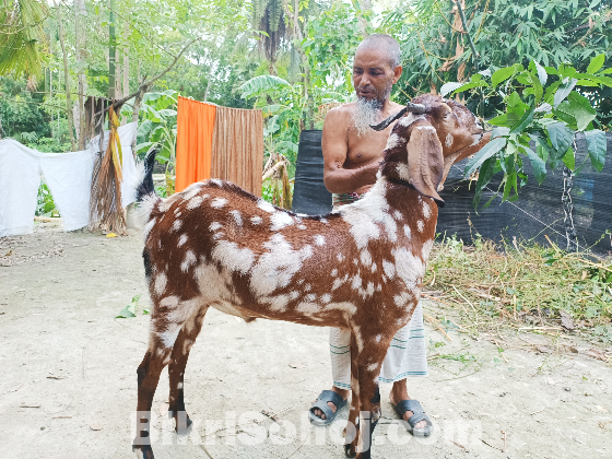 খাসি ছাগল বিক্রি হবে